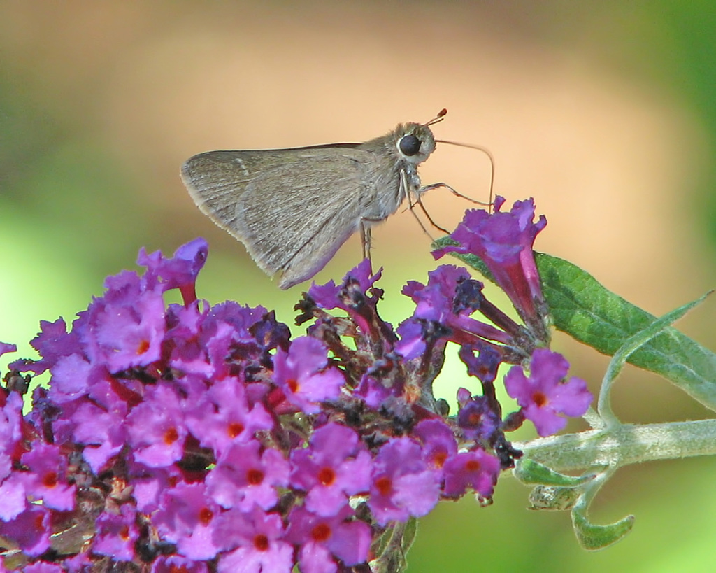 Eufala Skipper - Alabama Butterfly Atlas