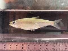 Smalltoothed Pellonula photo 1