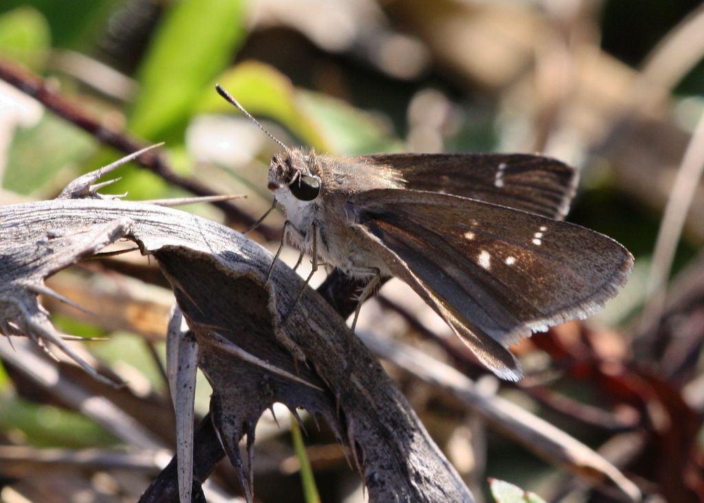 Eufala Skipper - Alabama Butterfly Atlas