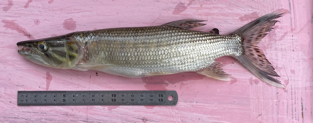 Kafue Pike