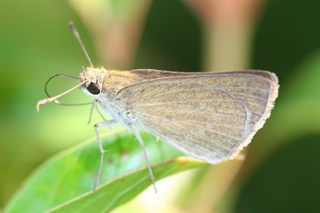 Eufala Skipper - Alabama Butterfly Atlas