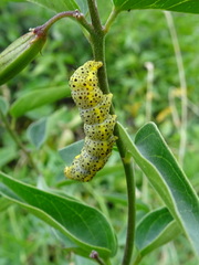 Abrostola asclepiadis