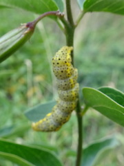Abrostola asclepiadis