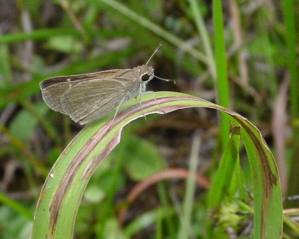 Eufala Skipper - Alabama Butterfly Atlas