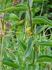 Abrostola asclepiadis