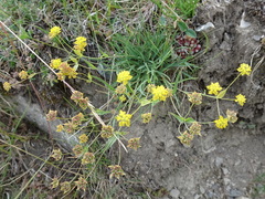 Bupleurum ranunculoides
