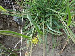 Bupleurum ranunculoides