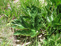 Heracleum sphondylium orsinii