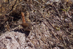 Ochetorhynchus andaecola