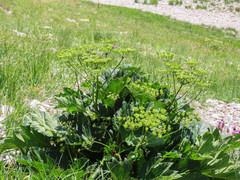 Heracleum sphondylium orsinii