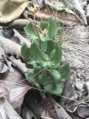 Asclepias jaliscana