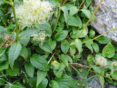 Valeriana montana