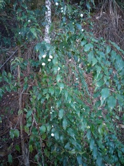 Phyllonoma laticuspis