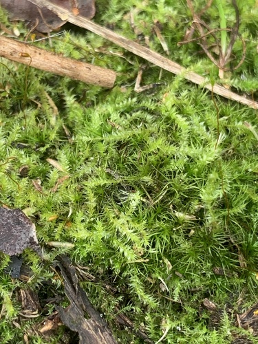 taxiphyllum moss