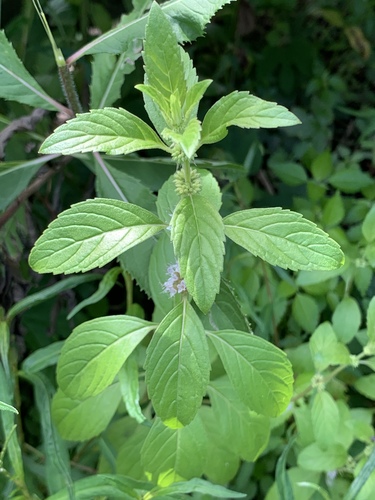 Mentha arvensis