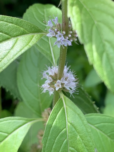 Mentha arvensis