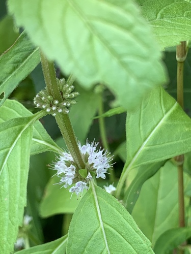 Mentha arvensis