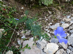 Linum alpinum