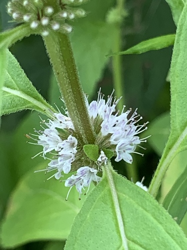Mentha arvensis