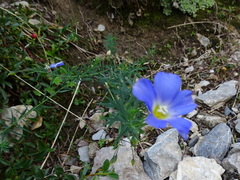 Linum alpinum