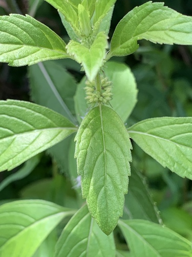 Mentha arvensis