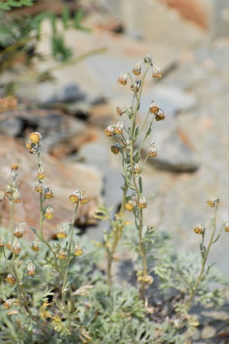 Image of Artemisia alaskana by (c) Syd Cannings, some rights reserved (CC BY)