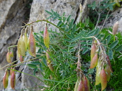 Astragalus australis