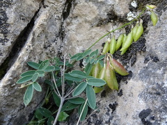 Astragalus australis