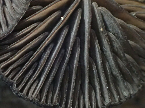 iNaturalist observation photo of Resupinatus