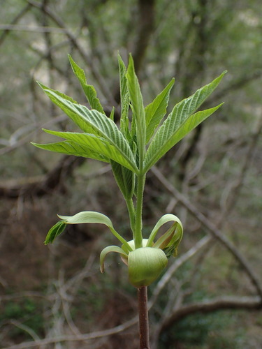 iNaturalist observation photo of California buckeye