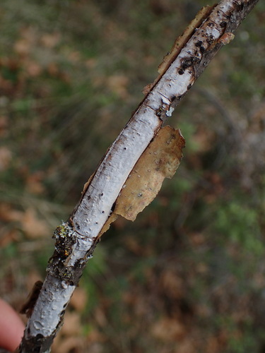 iNaturalist observation photo of Vuilleminia
