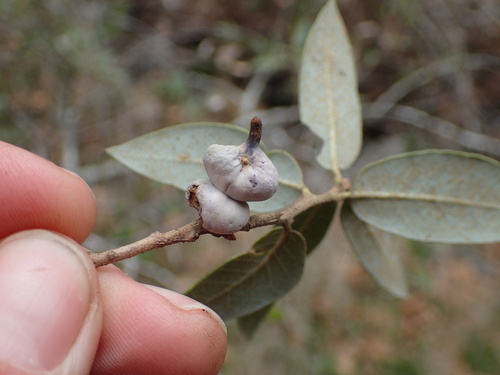 iNaturalist observation photo of Mushroom Gall Wasp