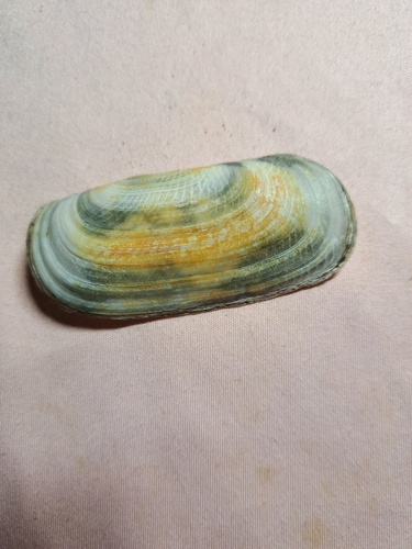 Solecurtus candidus