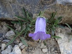 Campanula alpestris