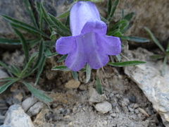 Campanula alpestris