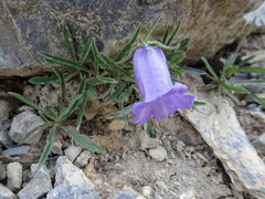Campanula alpestris