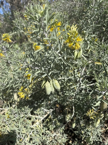 iNaturalist observation photo of Bladderpod