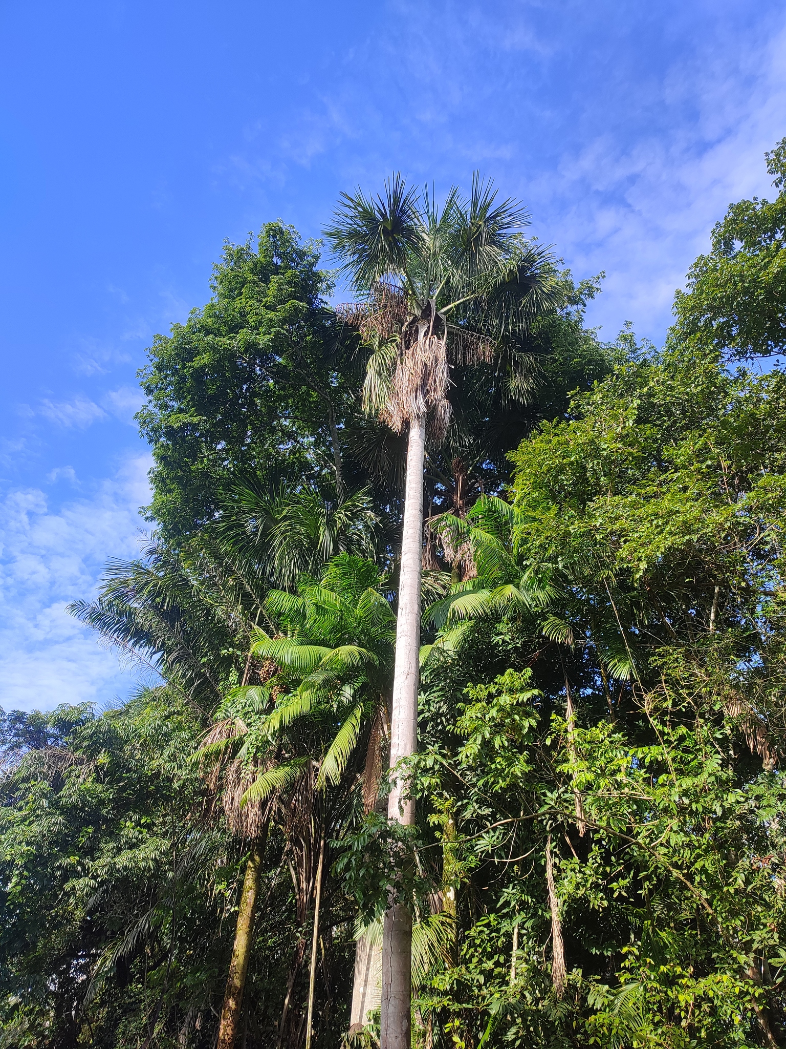 Mauritia flexuosa