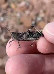 Trimerotropis verruculata