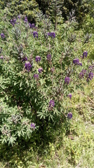 Lupinus montanus