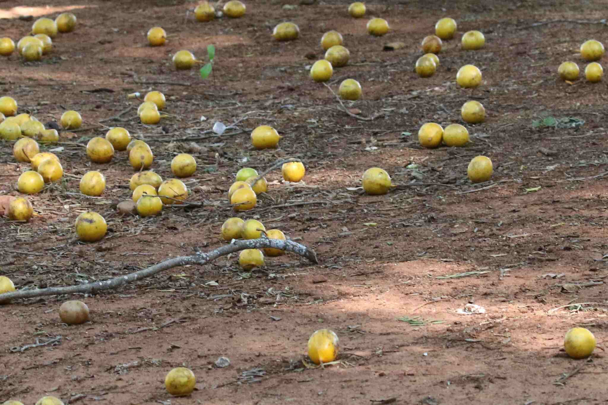 Imagem de Mafurreira