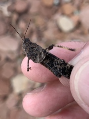 Trimerotropis verruculata