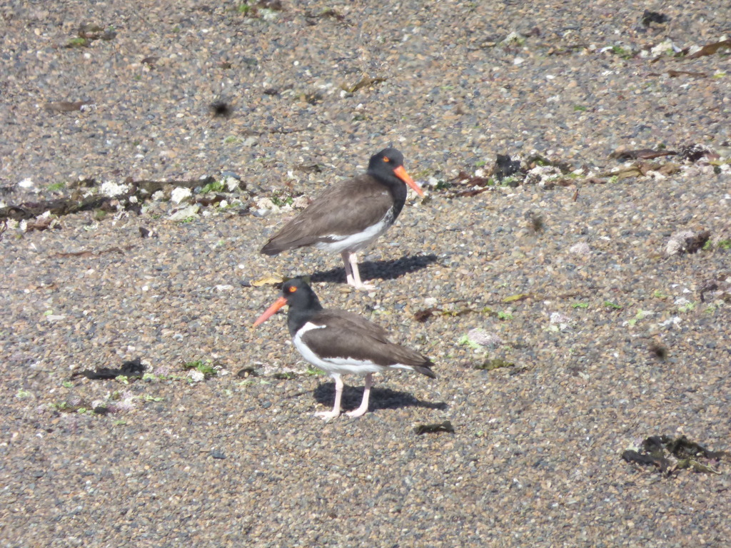 American × Blackish Oystercatcher
