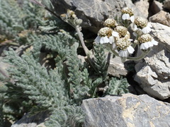 Achillea nana