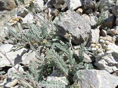 Achillea nana