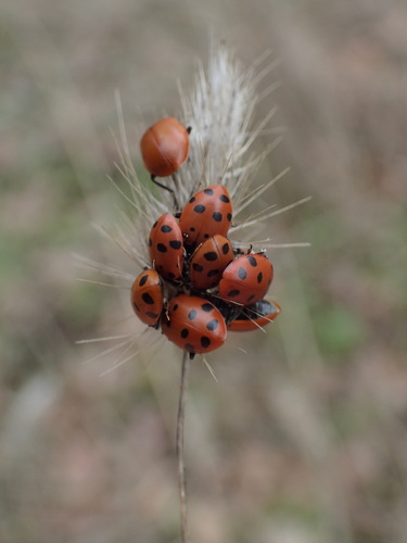 iNaturalist observation photo of Convergent Lady Beetle
