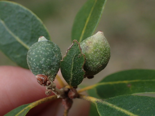 iNaturalist observation photo of Heteroecus