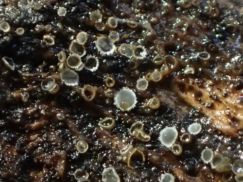 iNaturalist observation photo of Hyalorbilia