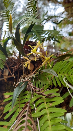 Image of Epidendrum conopseum by (c) Athena Philips, some rights reserved (CC BY)
