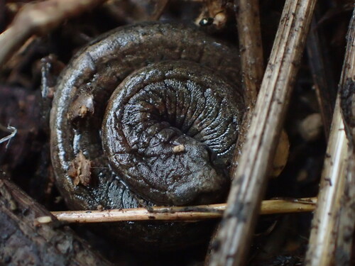 iNaturalist observation photo of California Slender Salamander